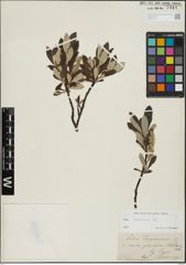 Foto von Salix helvetica Vill.